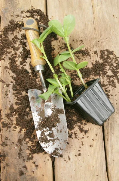 Plant seedling and trowel — Stock Photo, Image