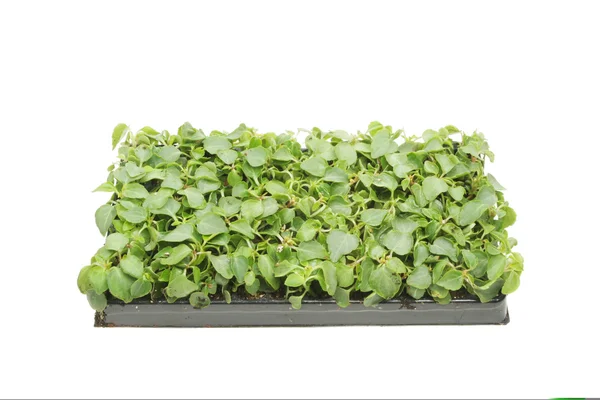 Tray of plant seedlings — Stock Photo, Image