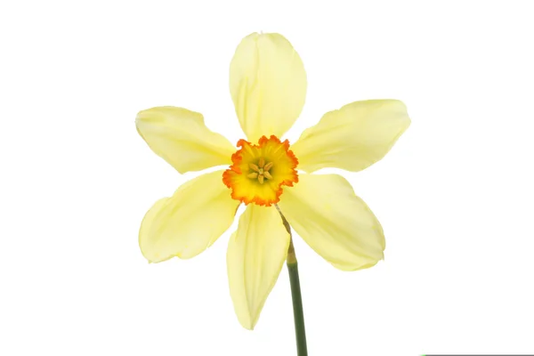 Narciso amarelo pálido — Fotografia de Stock