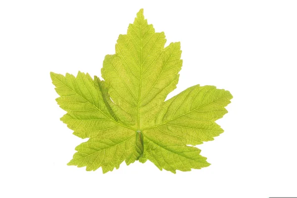 Spring sycamore leaf — Stock Photo, Image