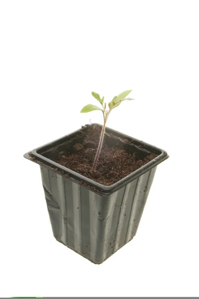 Tomato seedling — Stock Photo, Image