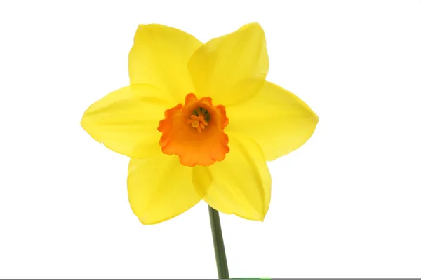 Yellow daffodil flower — Stock Photo, Image