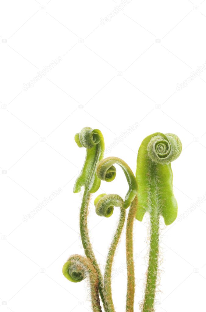Hearts tongue fern fronds