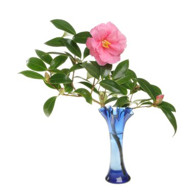 kamelya çiçeği ve tomurcukları vazoda