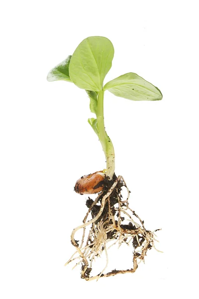 Broad bean seedling — Stock Photo, Image