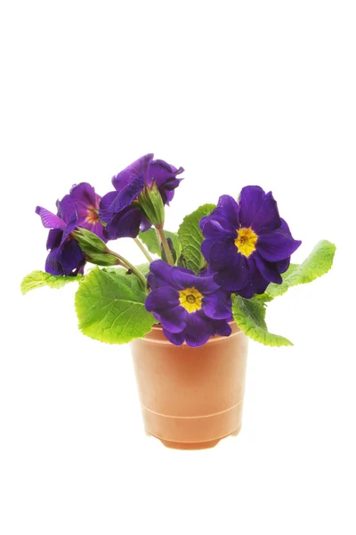 Blue primula flowers — Stock Photo, Image