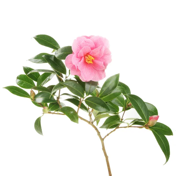 Camellia branch — Stockfoto