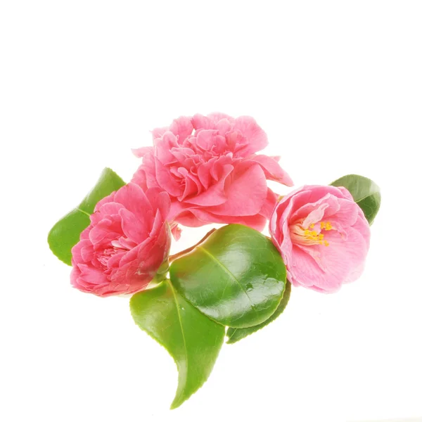 Groep van camellia bloemen — Stockfoto