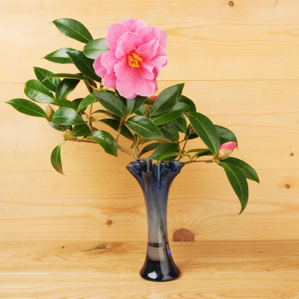 Květem kamélie a bud — Stock fotografie