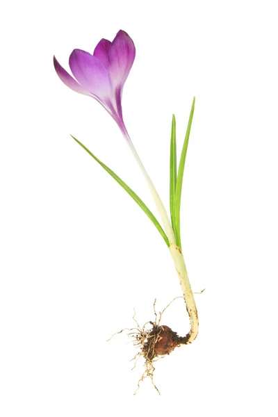 Crocus — Stock Photo, Image