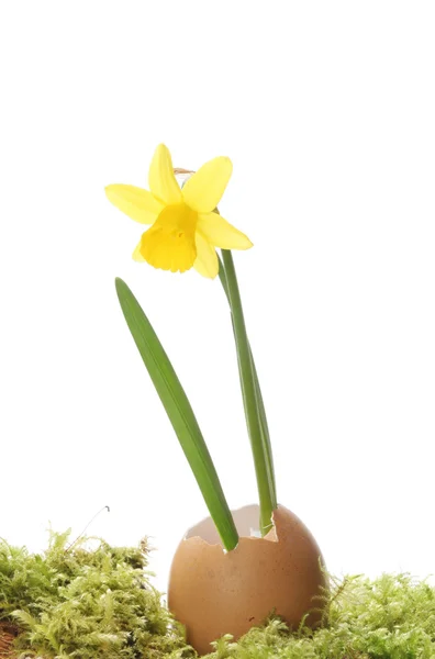 Daffodil in een ei — Stockfoto