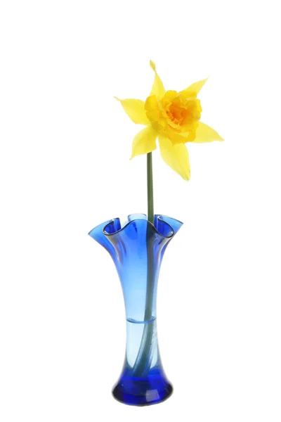 Enda påsklilja blomma i en vas — Stockfoto