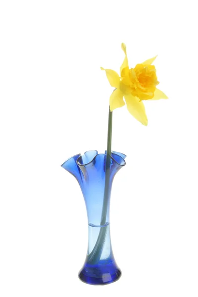 Daffodil em um vaso — Fotografia de Stock