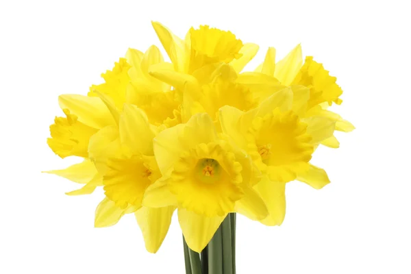 Daffodilos — Fotografia de Stock