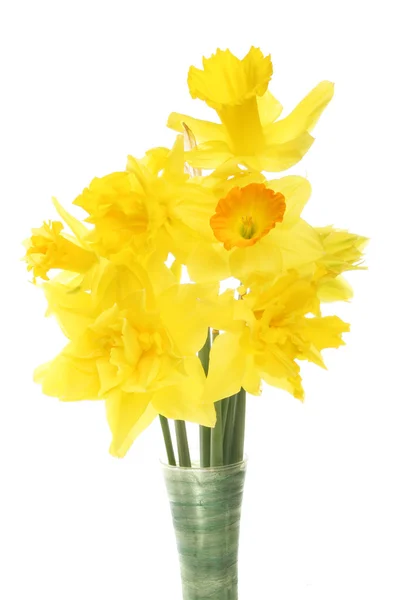 Closeup of daffodil flower arrangement — Stock Photo, Image