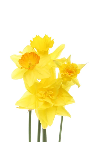 Group of mixed daffodil flowers — Zdjęcie stockowe