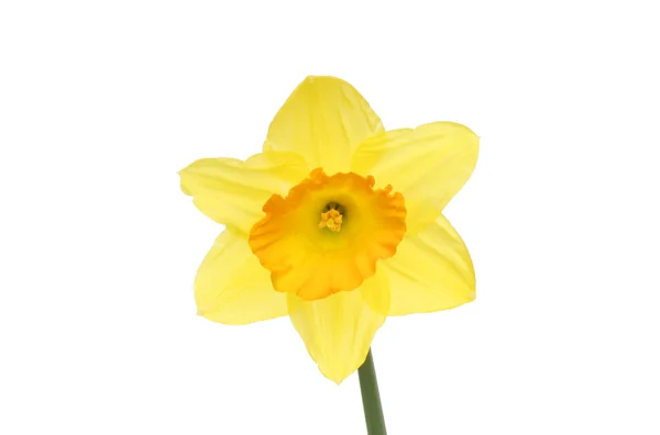 Orange centered daffodil flower — Zdjęcie stockowe