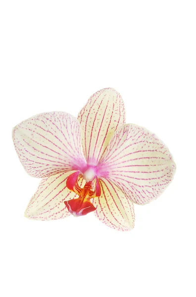 Phalaenopsis-Orchideenblume — Stockfoto
