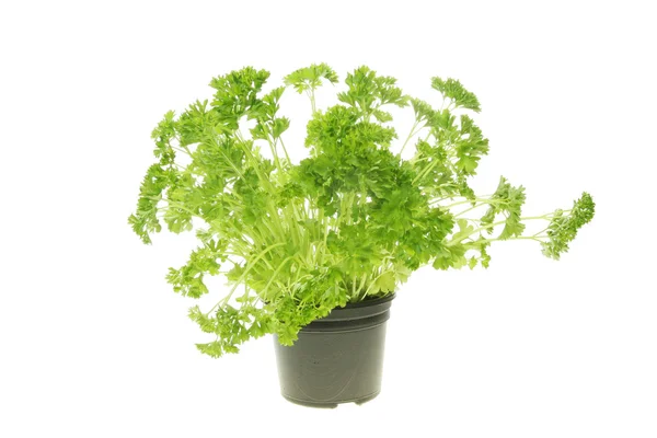 Fresh growing parsley — Stock Photo, Image