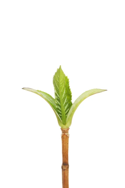 Färska gröna växten skjuta — Stockfoto
