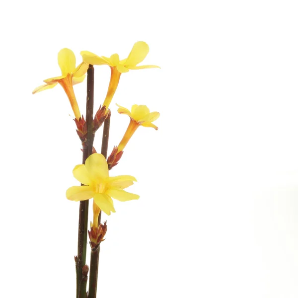 Chimonanthus flores — Foto de Stock
