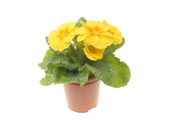 Primula plant and flower — Stock Photo, Image