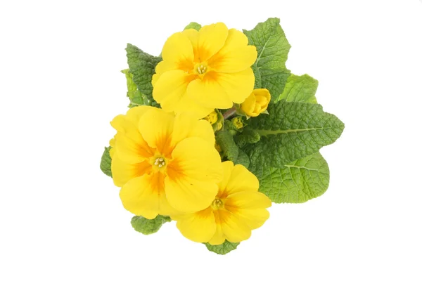 Yellow primula flowers — Stock Photo, Image