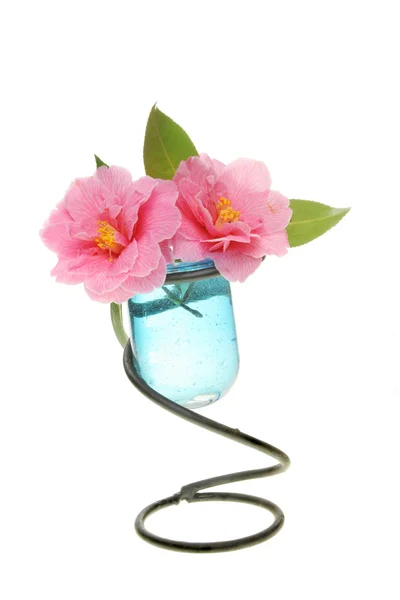 Camellia flowers in a vase — Stock Photo, Image