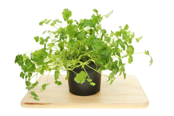 Living coriander herb — Stock Photo, Image