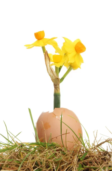 Nárcisz virág tojás — Stock Fotó