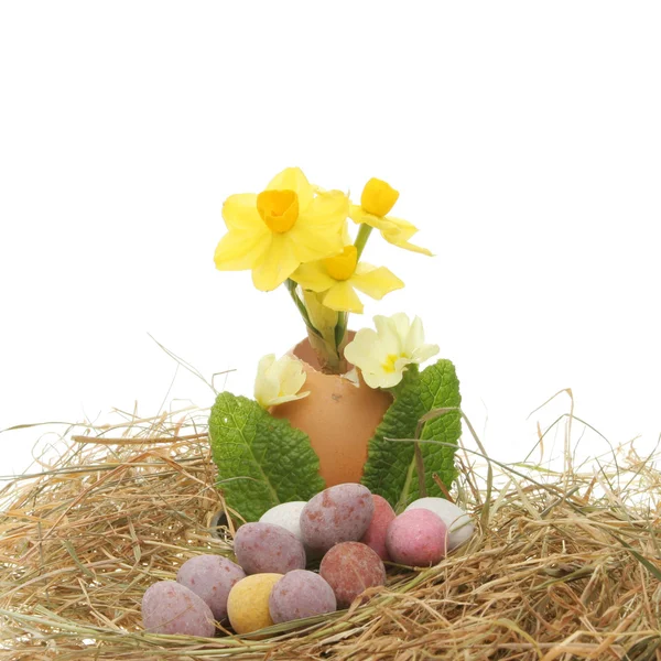 Fiori di narciso e uova di Pasqua — Foto Stock