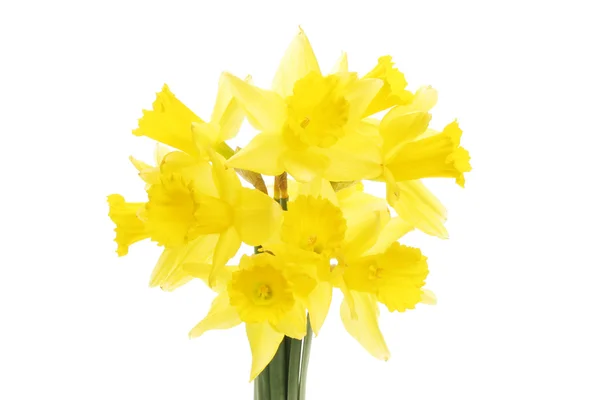 Group of daffodil flowers — Stock Photo, Image