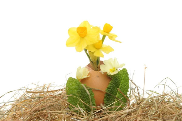 春天的鲜花鸡蛋和干草 — 图库照片