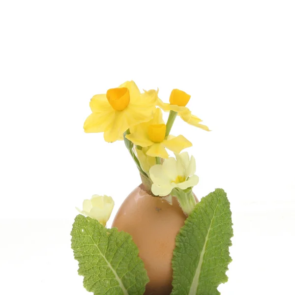 Daffodil and primrose flowers in an egg — Stock Photo, Image