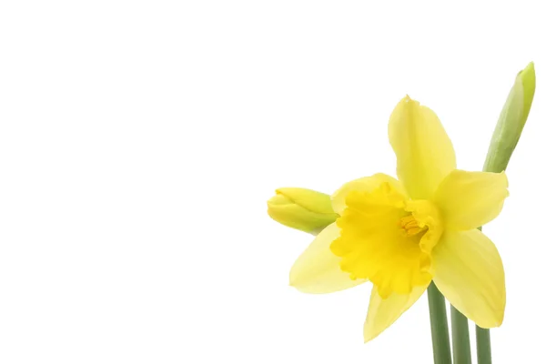 Daffodil flower and buds — Stock Photo, Image
