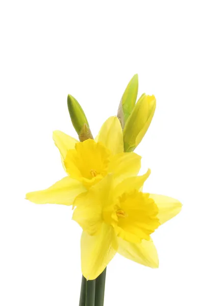 Daffodil blomster og knopper - Stock-foto