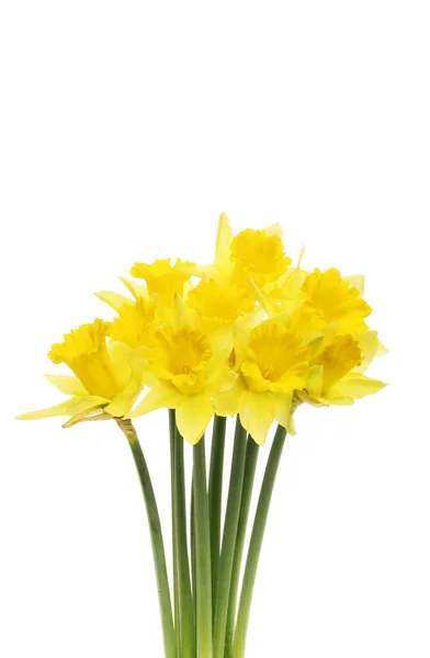 Spray av påsklilja blommor — Stockfoto