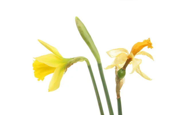 Narcisos vivos y muertos — Foto de Stock