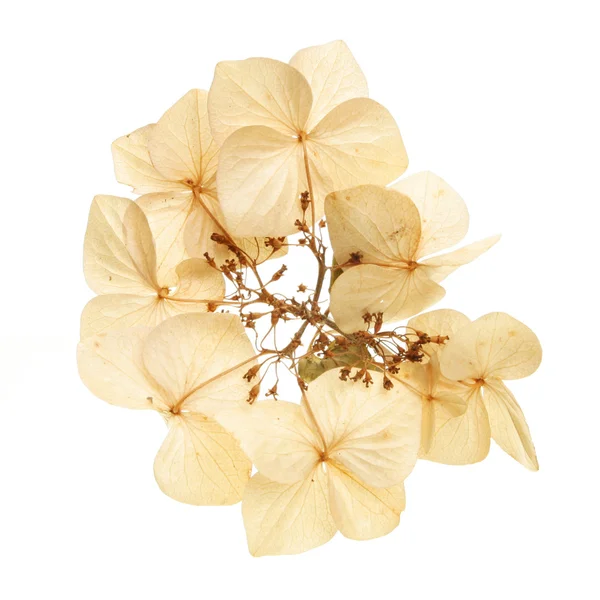 Suszone kwiaty hortensji — Zdjęcie stockowe