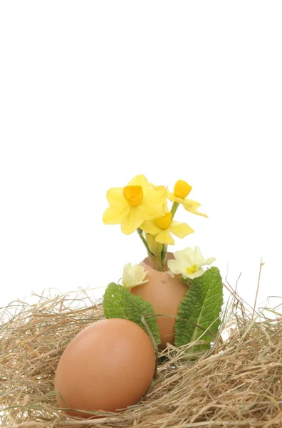 A virágok egy ágyat a széna a tojások — Stock Fotó