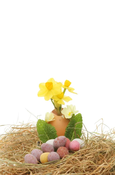Nárciszok napja és a húsvéti tojás — Stock Fotó