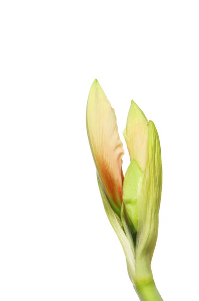 Amarylis-Blütenknospe — Stockfoto