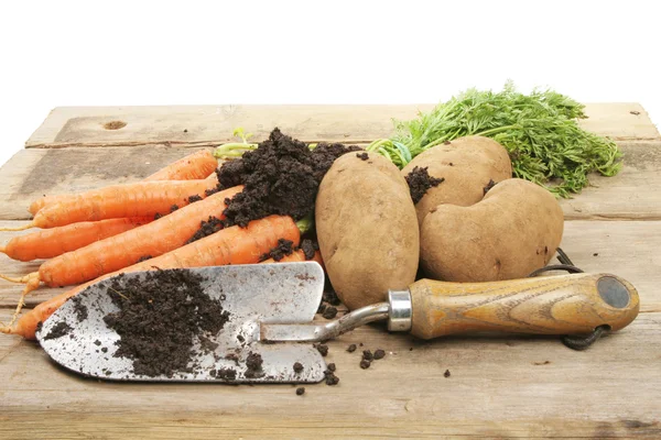 Freshly dug vegetables — Stock Photo, Image