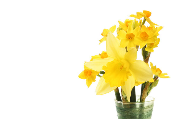 Arrangement of daffodils