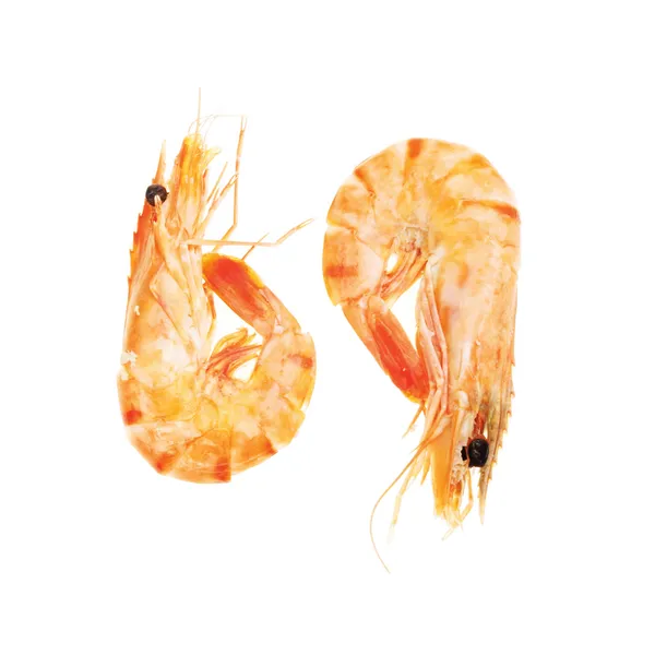 Dos gambas —  Fotos de Stock