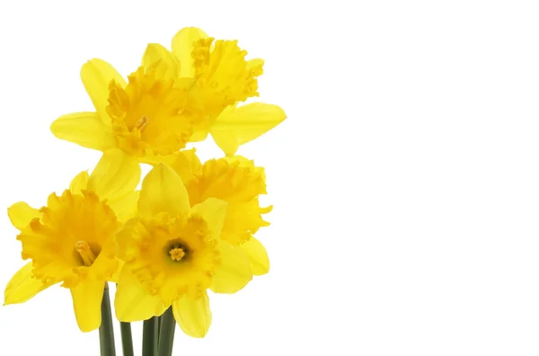 Narcissen bloemen — Stockfoto