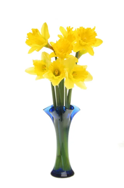 Daffodils em vaso — Fotografia de Stock