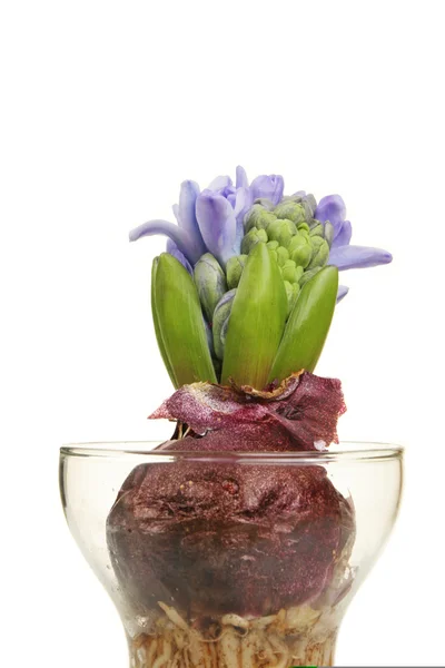 Hyacinth — Stock Photo, Image