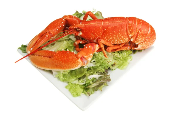 上一盘沙拉熟的龙虾 — 图库照片