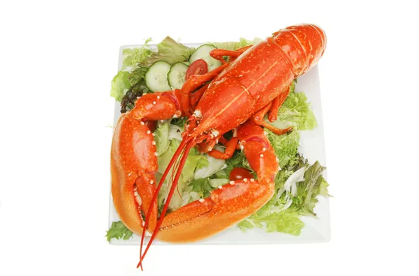 Homard sur salade — Photo